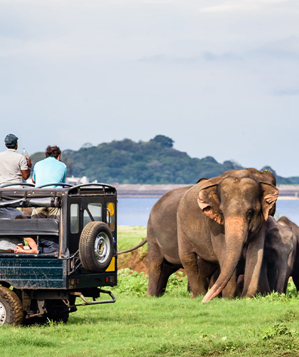 Elephant Watching