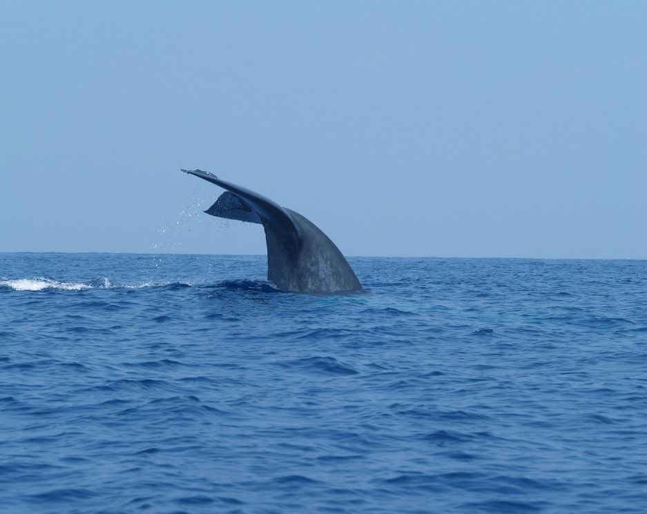 Surf & Sand Safari Image 3