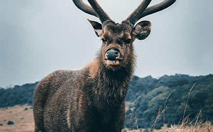 Wildlife Tours