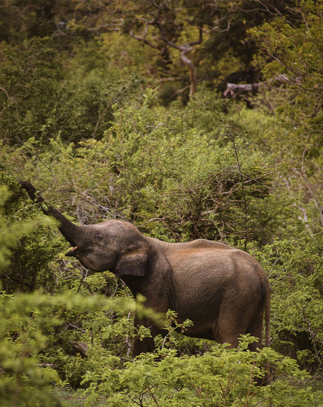 Yala National Park