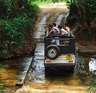 Wildlife Safari
