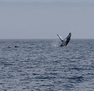 Whale Watching