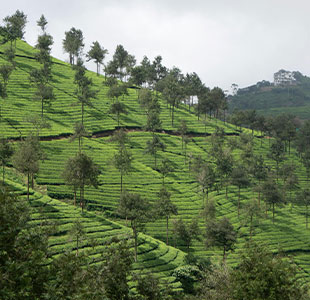 Tea Plantation Tours