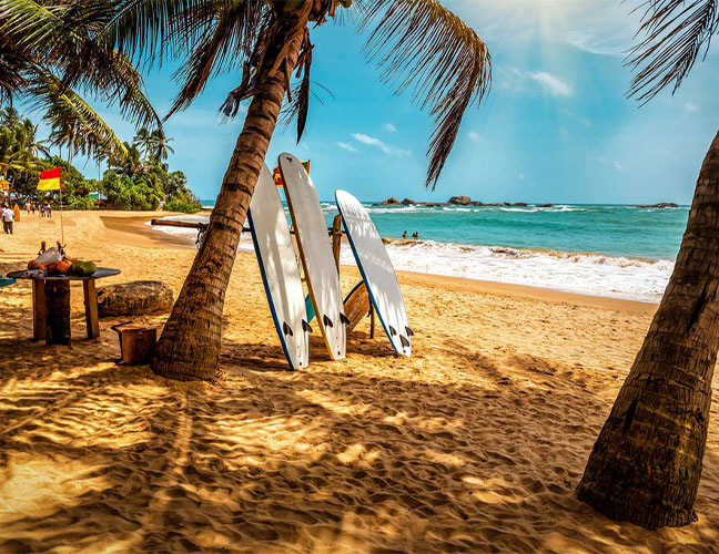 Surf & Sand Safari